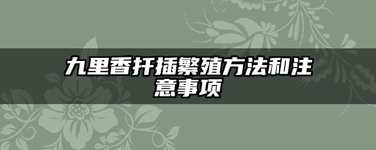 九里香扦插繁殖方法和注意事项