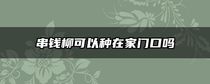 串钱柳可以种在家门口吗