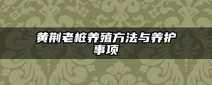 黄荆老桩养殖方法与养护事项