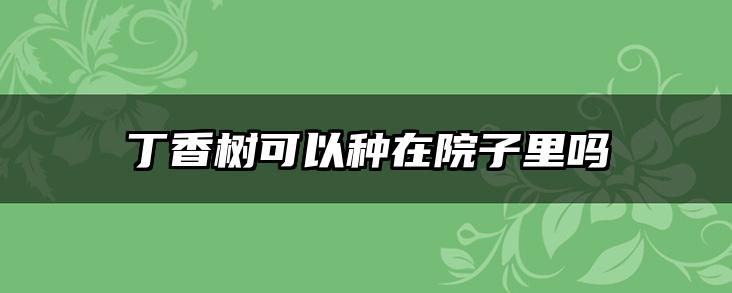 丁香树可以种在院子里吗