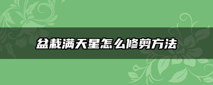 盆栽满天星怎么修剪方法