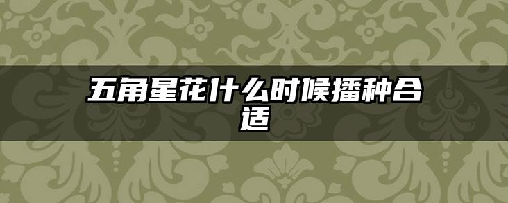 五角星花什么时候播种合适