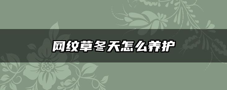 网纹草冬天怎么养护