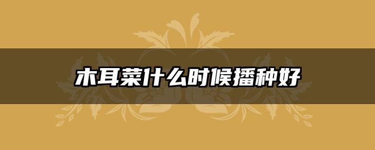 木耳菜什么时候播种好