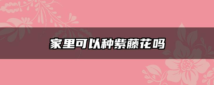 家里可以种紫藤花吗