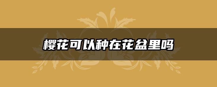 樱花可以种在花盆里吗