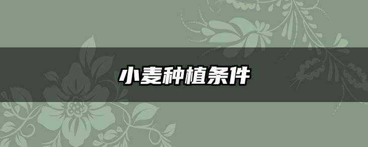 小麦种植条件