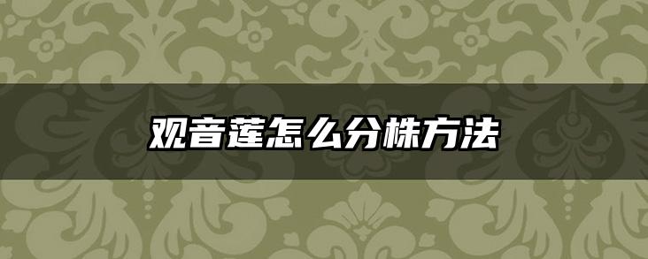 观音莲怎么分株方法