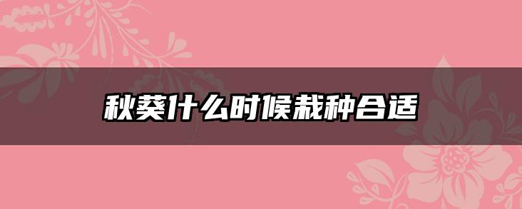 秋葵什么时候栽种合适
