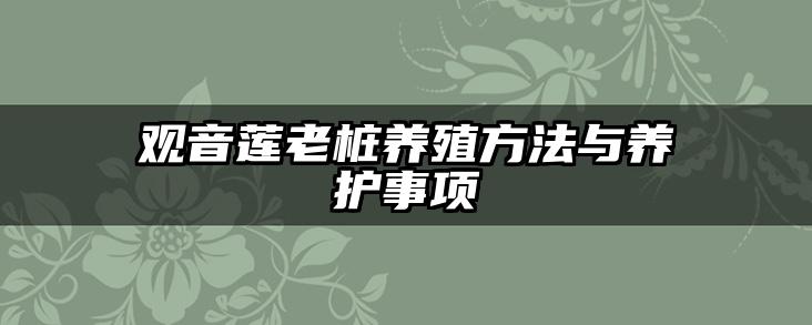 观音莲老桩养殖方法与养护事项