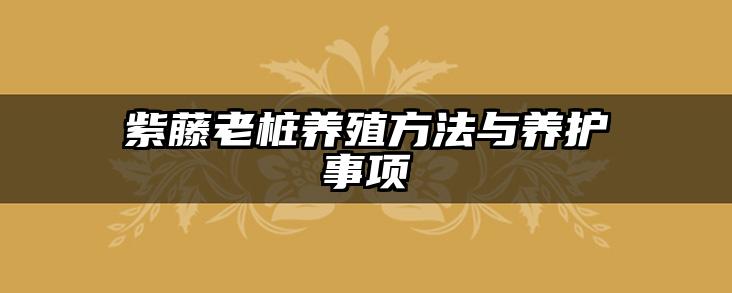 紫藤老桩养殖方法与养护事项