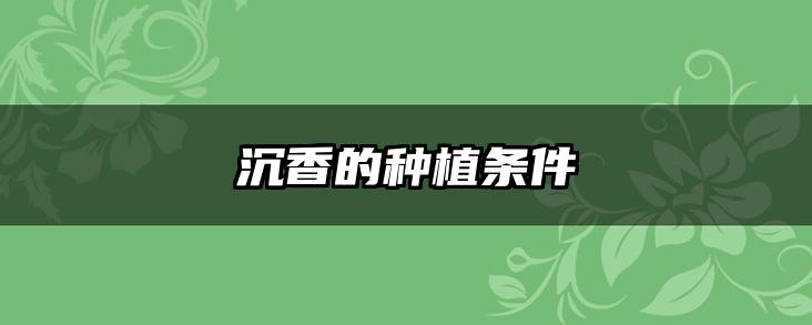 沉香的种植条件