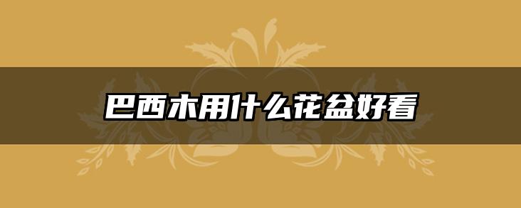 巴西木用什么花盆好看
