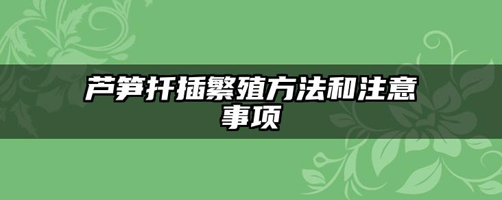 芦笋扦插繁殖方法和注意事项
