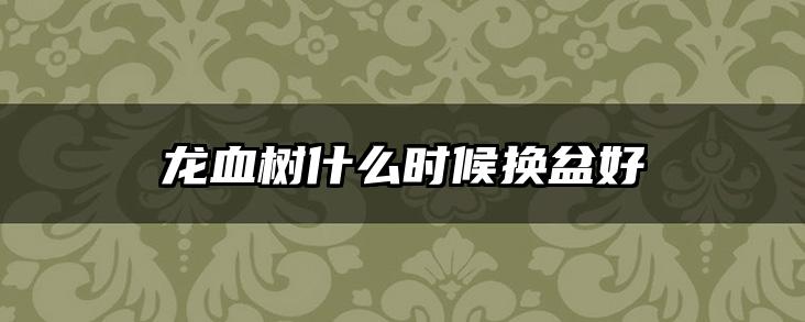 龙血树什么时候换盆好