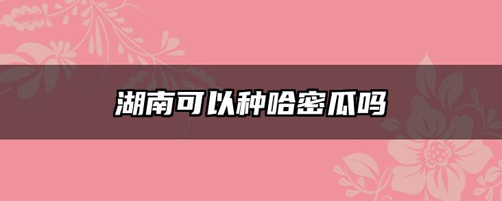湖南可以种哈密瓜吗