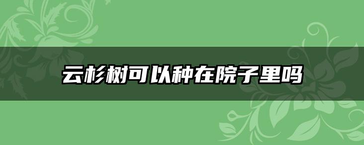 云杉树可以种在院子里吗