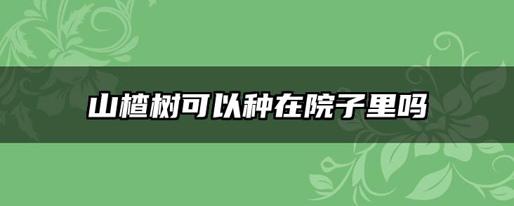 山楂树可以种在院子里吗