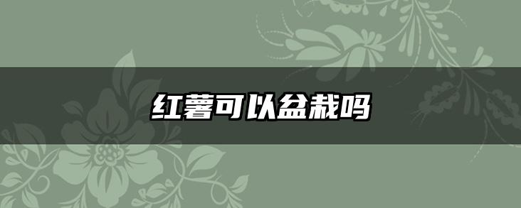 红薯可以盆栽吗