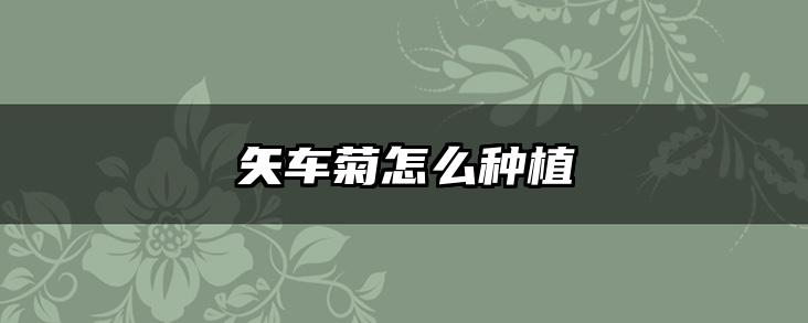 矢车菊怎么种植
