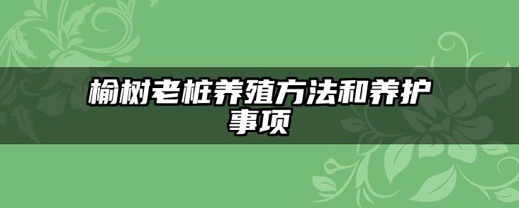 榆树老桩养殖方法和养护事项