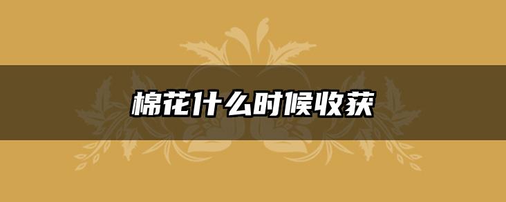 棉花什么时候收获