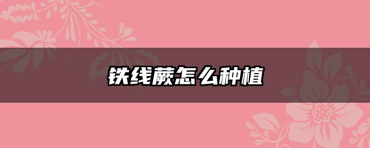 铁线蕨怎么种植