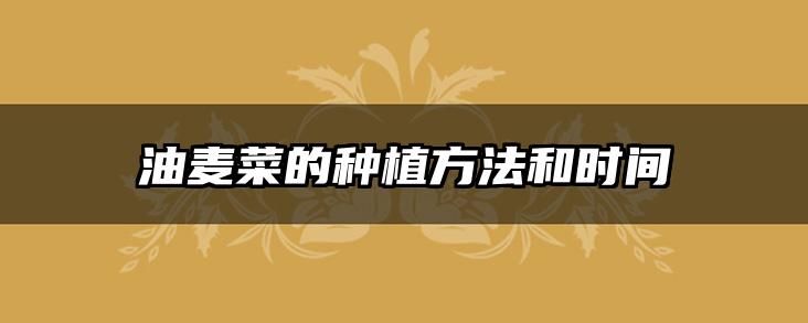 油麦菜的种植方法和时间