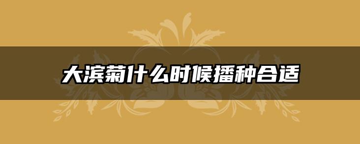 大滨菊什么时候播种合适
