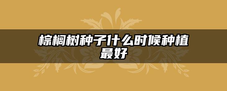 棕榈树种子什么时候种植最好