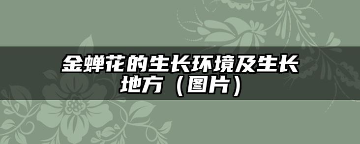 金蝉花的生长环境及生长地方(图片)