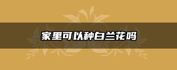 家里可以种白兰花吗