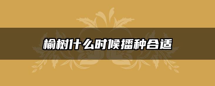 榆树什么时候播种合适