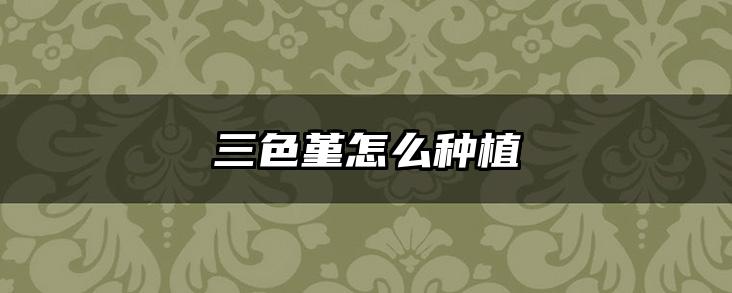 三色堇怎么种植