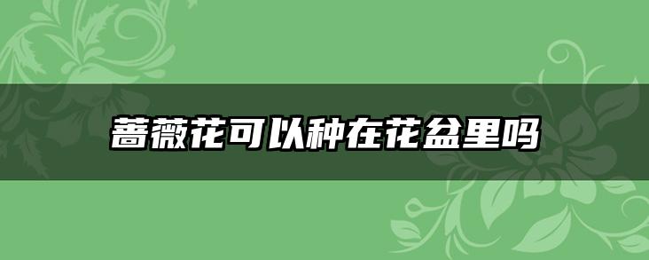 蔷薇花可以种在花盆里吗