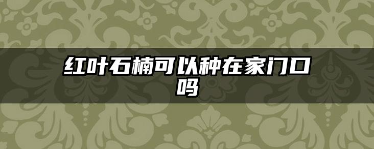红叶石楠可以种在家门口吗