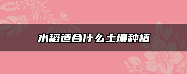 水稻适合什么土壤种植