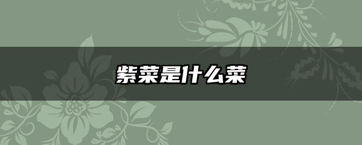 紫菜是什么菜