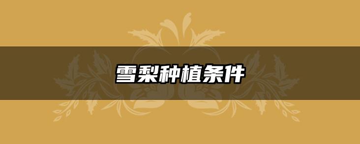 雪梨种植条件