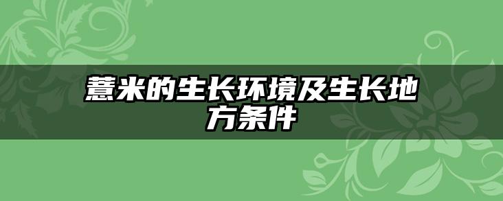 薏米的生长环境及生长地方条件