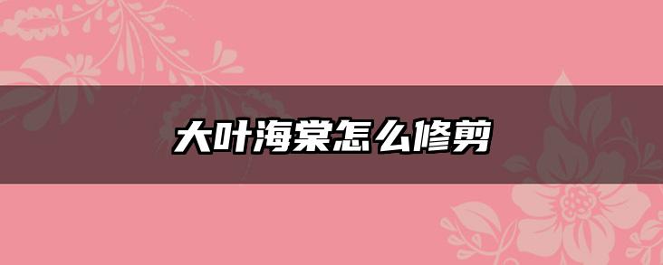 大叶海棠怎么修剪