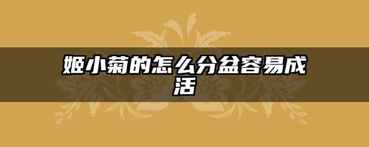 姬小菊的怎么分盆容易成活