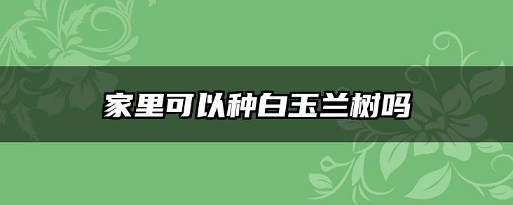 家里可以种白玉兰树吗