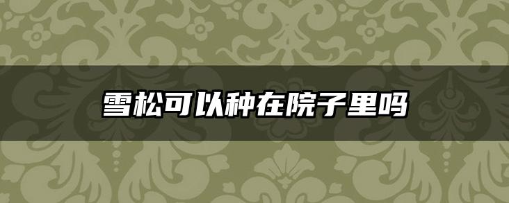 雪松可以种在院子里吗