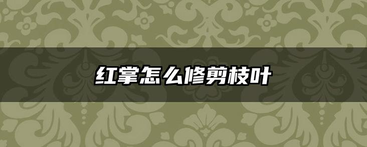 红掌怎么修剪枝叶
