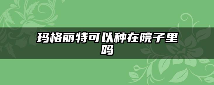 玛格丽特可以种在院子里吗
