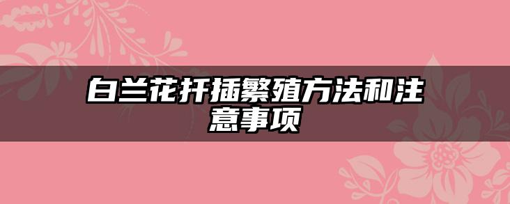 白兰花扦插繁殖方法和注意事项