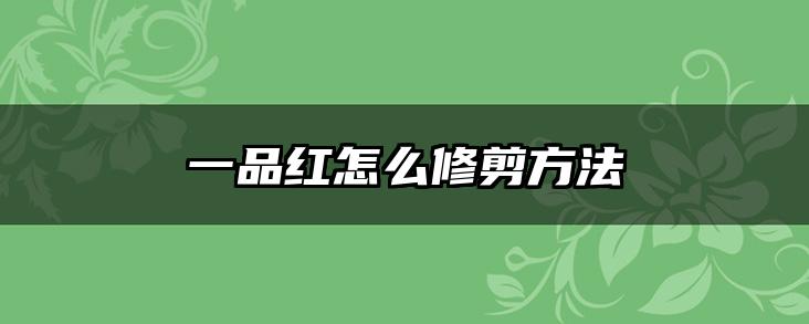 一品红怎么修剪方法