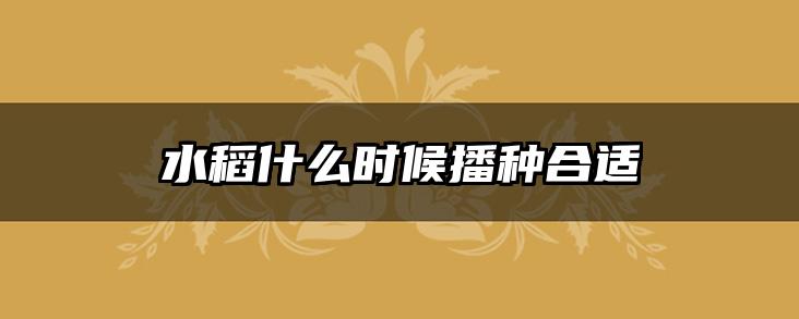 水稻什么时候播种合适