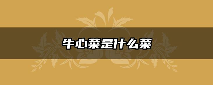 牛心菜是什么菜